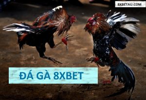 đá Gà 8xbet